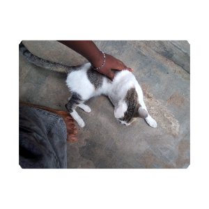 Hi. 

Let me not pretend to arrive quietly.

My name is Oluwafikayomi, and I’m new here… but I don’t...