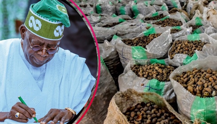Bola Tinubu has approved the extension of the ban on the export of raw shea nuts for another one yea...