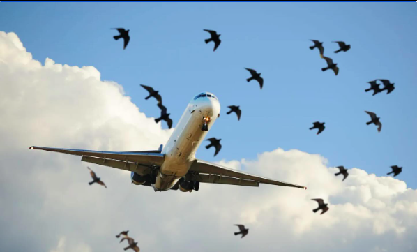 Chinedu Eze Airline operators have over the years, lamented the menace of bird strikes, which consti...