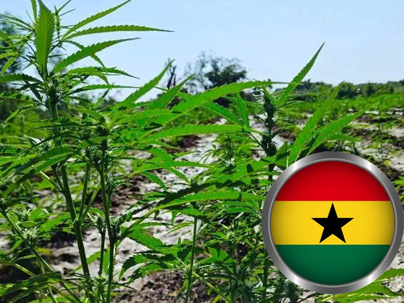 Ghana legalises cannabis farming for industrial and medicinal use, opening licensing process to comp...