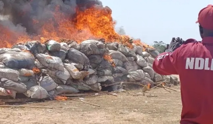 NDLEA destroys 83.35 tons of seized cannabis in Ondo, warns traffickers as government intensifies cr...