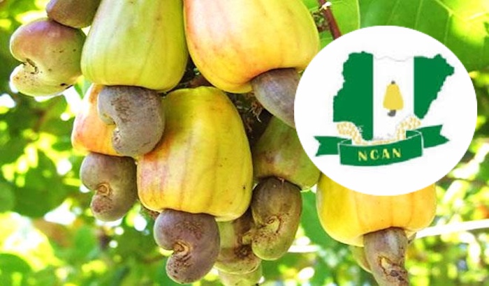 NCAN rejects raw cashew export ban, says policy threatens farmers’ income and puts over five million...