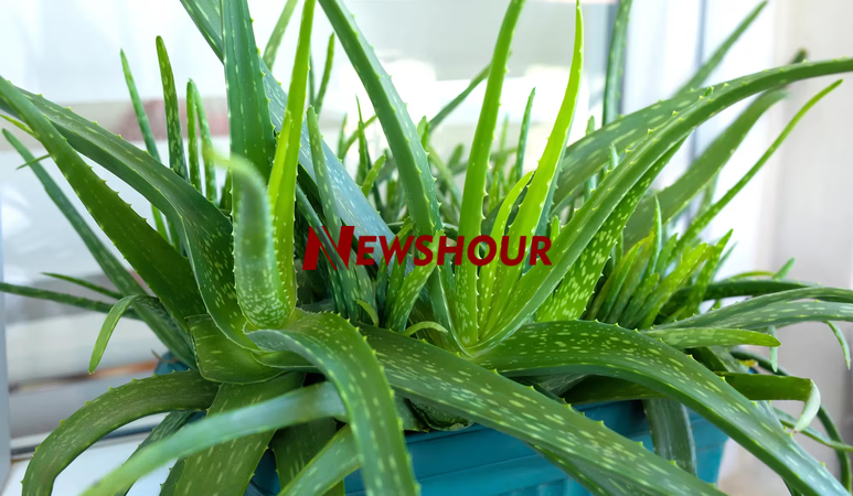 Aloe Vera is one of nature’s most powerful healing plants. Known as the “plant of immortality,” it h...