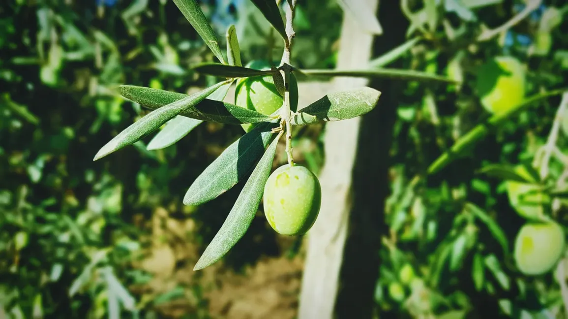 This is how mango leaves may be used to treat colds, coughs, and asthma. The mango plant’s feather-l...