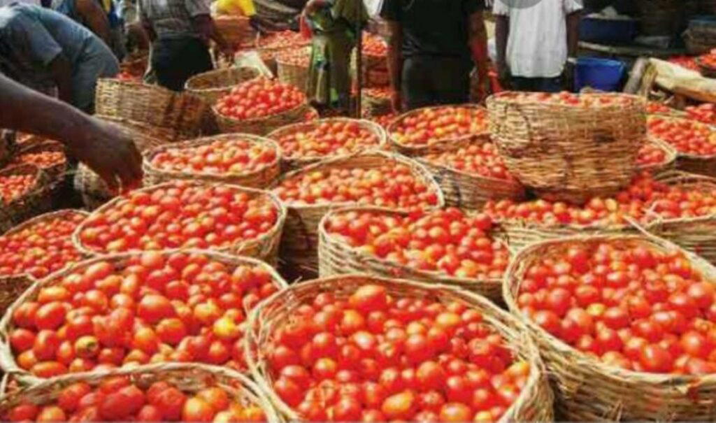 The Tomatoes Growers and Processors Association of Nigeria (TOPAN) has assured Nigerians that the cu...