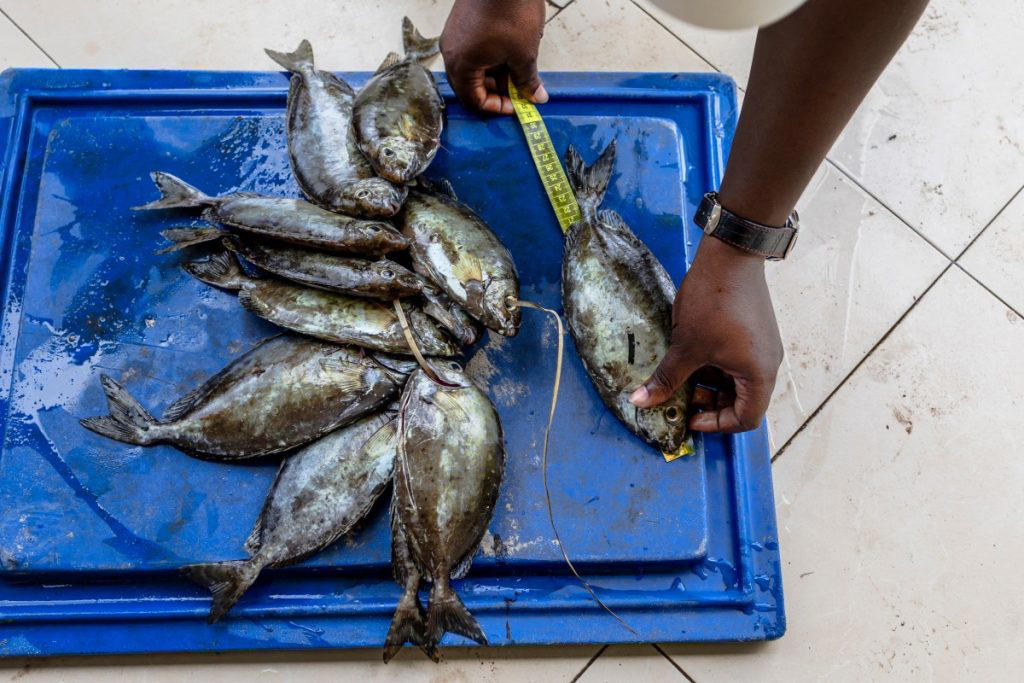 Africa needs to urgently expand its fish-farming sector to meet its food needs, the head of the UN’s...