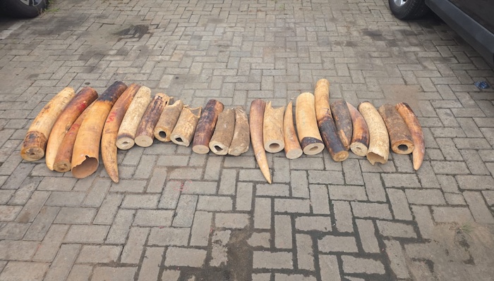 Nigerian agencies arrest four suspects and recover over 130kg of elephant tusks in coordinated anti-...
