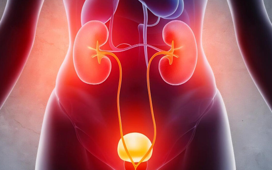 Urinary tract diseases are more dangerous than many people realize. When untreated or poorly managed...