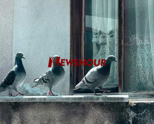 When a bird knocks at your window, it can feel like a mysterious or even spiritual moment especially...