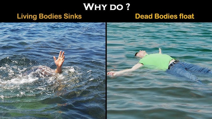The question of why dead bodies float while living bodies tend to sink is both fascinating and roote...