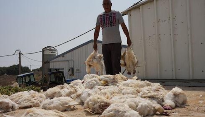 Hundreds of thousands of poultry have died as extreme temperatures sweep across France's major farmi...