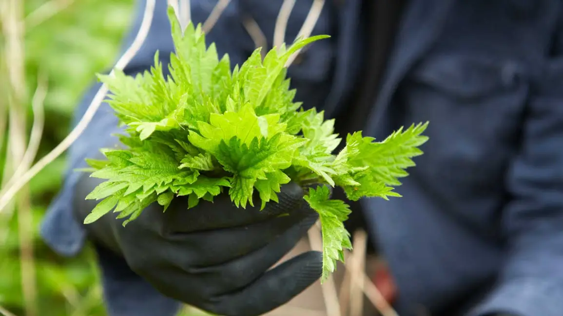 Nature has always been a powerful healer, and some of the most overlooked remedies are found in the...