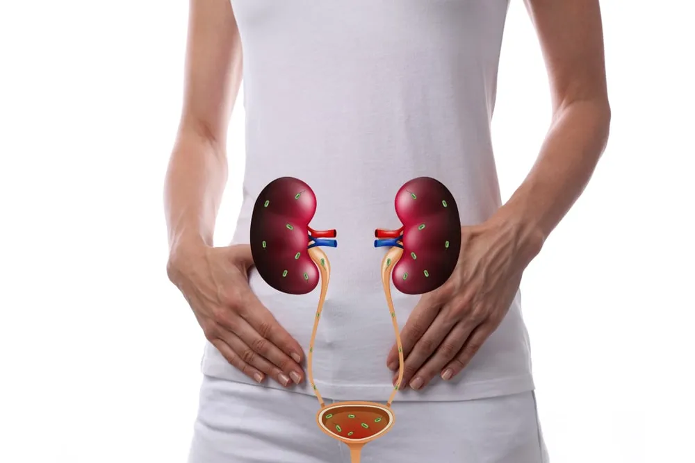 Urinary tract diseases are among the most common health issues, affecting millions of people each ye...