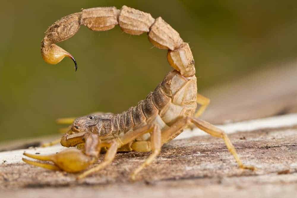 If a scorpion stings you at home, the first and most important thing to remember is not to panic. Pa...