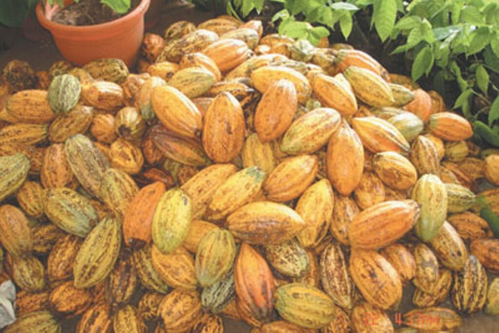 By Cynthia Alo
The Cocoa and Coffee Farmers Alliance Association of Africa, COCEFAAA, has warned th...
