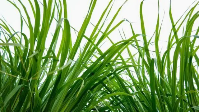 Lemon grass, also called Cymbopogon citratus, is a popular plant used in cooking, teas, and traditio...