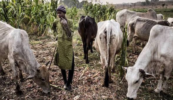Seven people die and dozens of homes are destroyed after violence between farmers and herders in Bau...