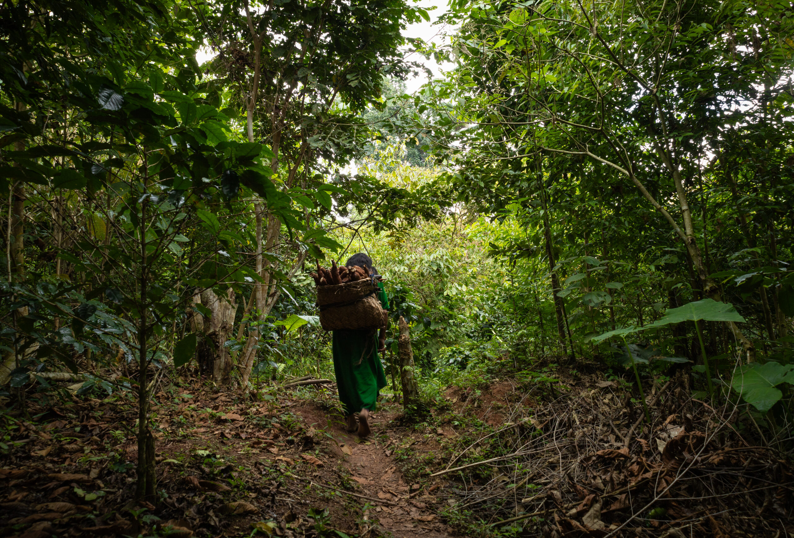 Britain plans stricter import rules requiring businesses to prevent illegal deforestation in supply...