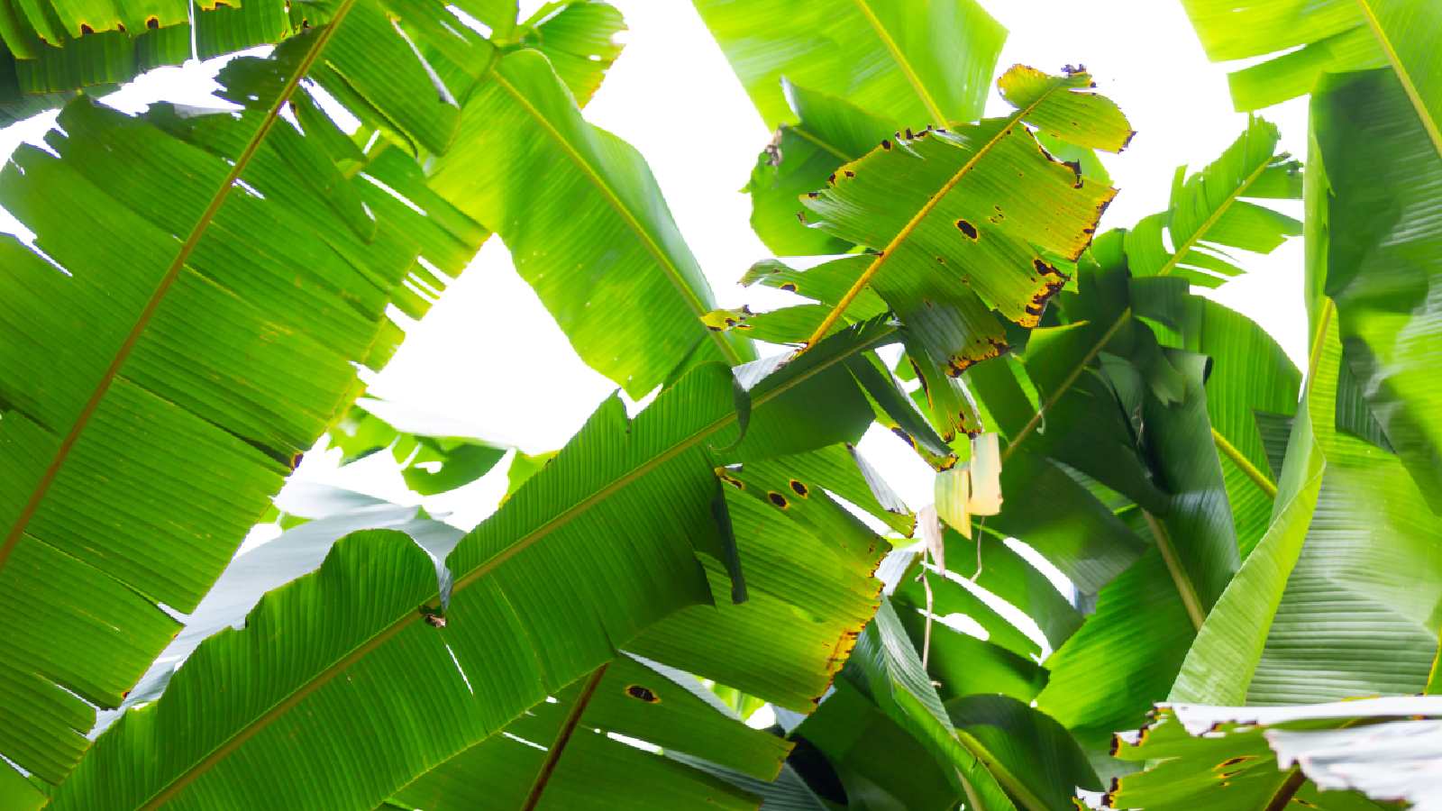 Banana leaves are more than just large, green leaves used to wrap food. For centuries, they have bee...