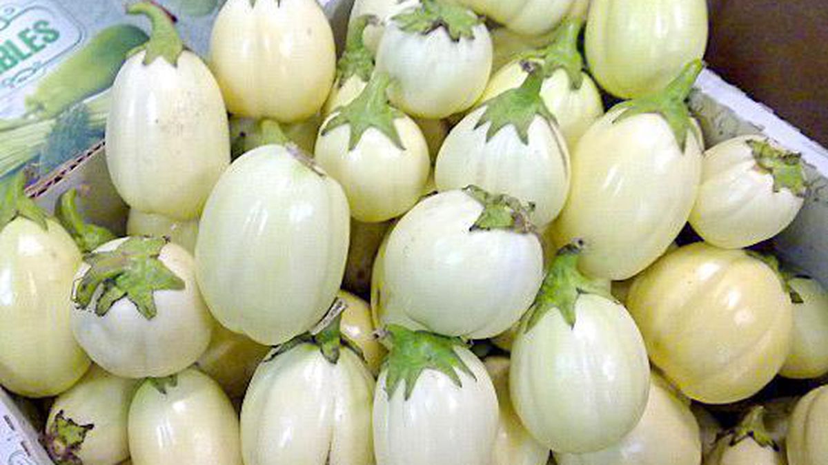 Garden egg, also known as African eggplant or “aubergine” in some regions, is a nutritious vegetable...