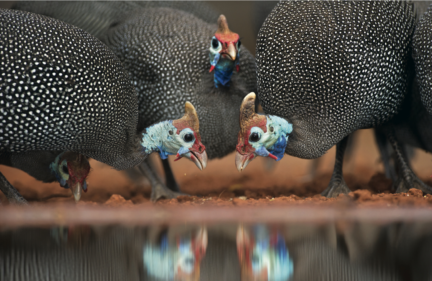 Keeping guinea fowls as pets or on your property can be a rewarding experience for various reasons....