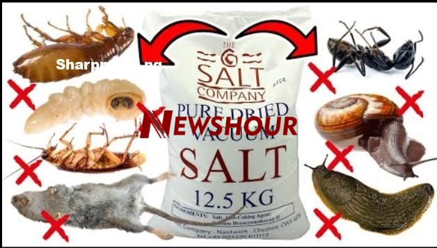 Salt, a common kitchen staple, may not seem like a powerful pest control agent, but when used creati...