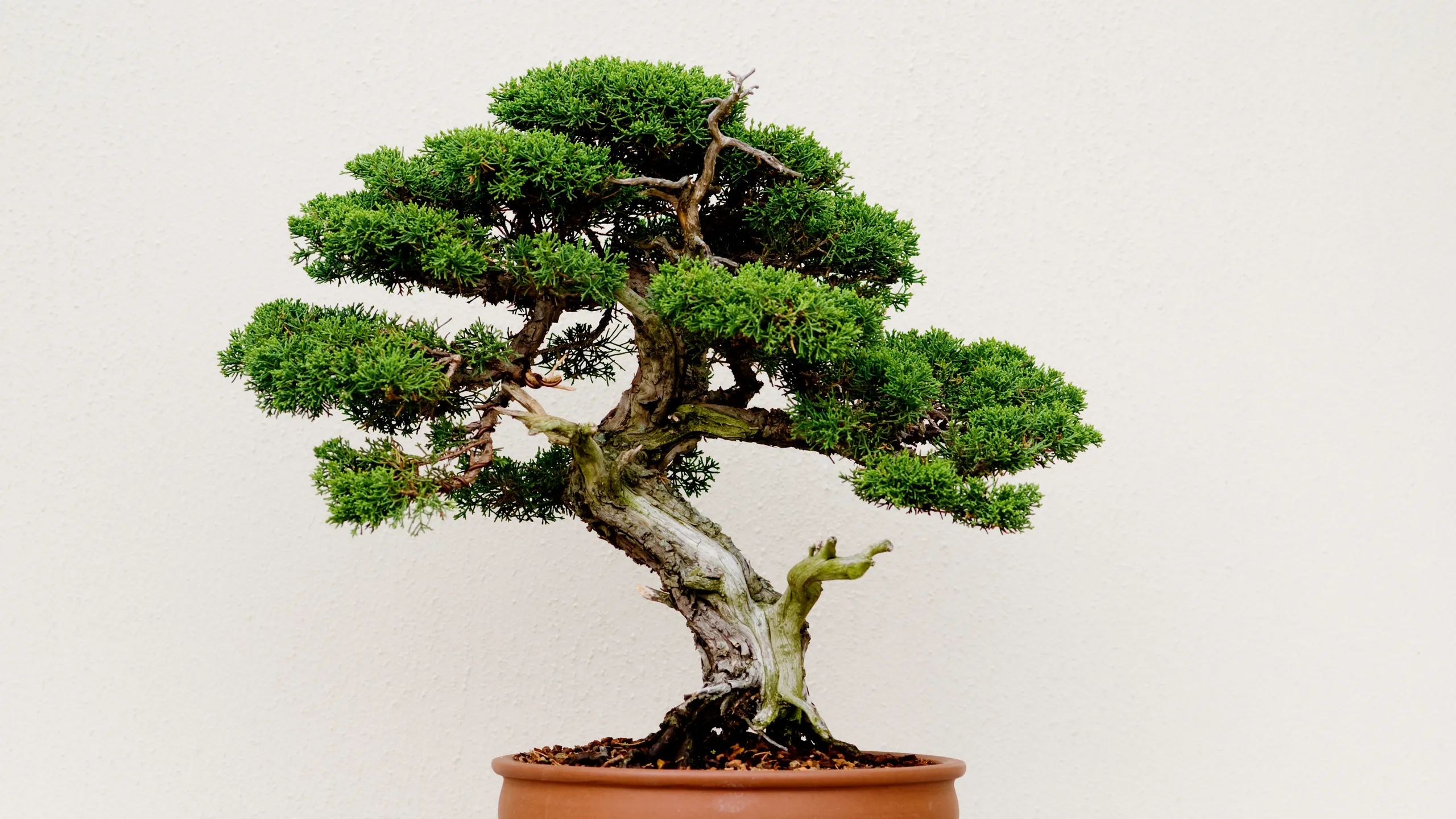 Many people ignore the plants growing around their homes, thinking they are just weeds. But some of...