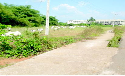 The renewed push by the Federal Government to end open grazing and activate the so-called 470 gazett...