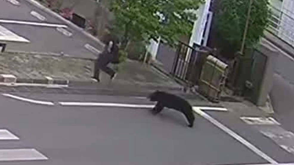 A bear that attacked 4 people escaped a factory after allegedly unlatching and opening a window.
So...