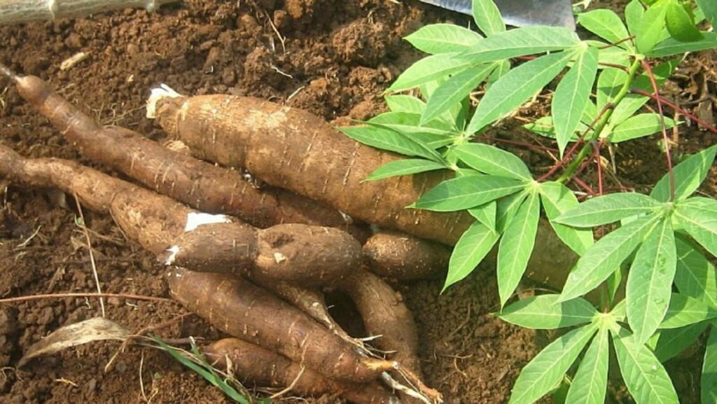 By Oska Seyi Aiyeleso
Nigeria does not have a cassava production problem. For decades, we have been...