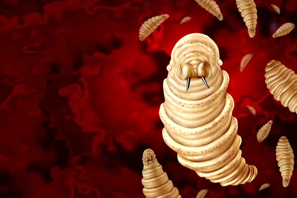 US confirms three new screwworm cases, raising concerns over livestock losses and wider spread acros...