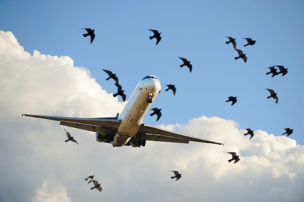 By Dickson Omobola
Since the beginning of this year, no fewer than 11 bird strikes have been record...