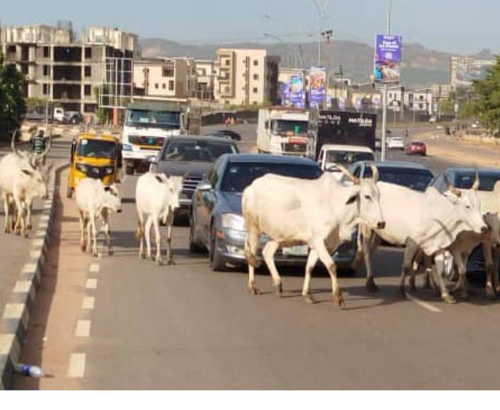 By Cynthia Alo
The Federal Government has identified 470 gazetted and legally protected grazing res...
