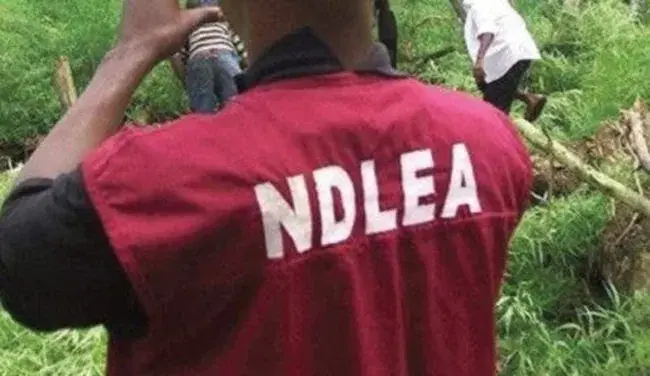 By Vincent Ujumadu
The Anambra State Command of the National Drug Law Enforcement Agency (NDLEA) ha...