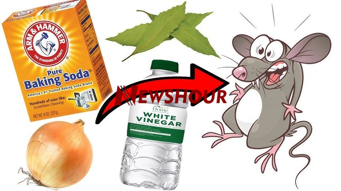 You should try getting rid of the rats in your home with things that you can do at home rather than...