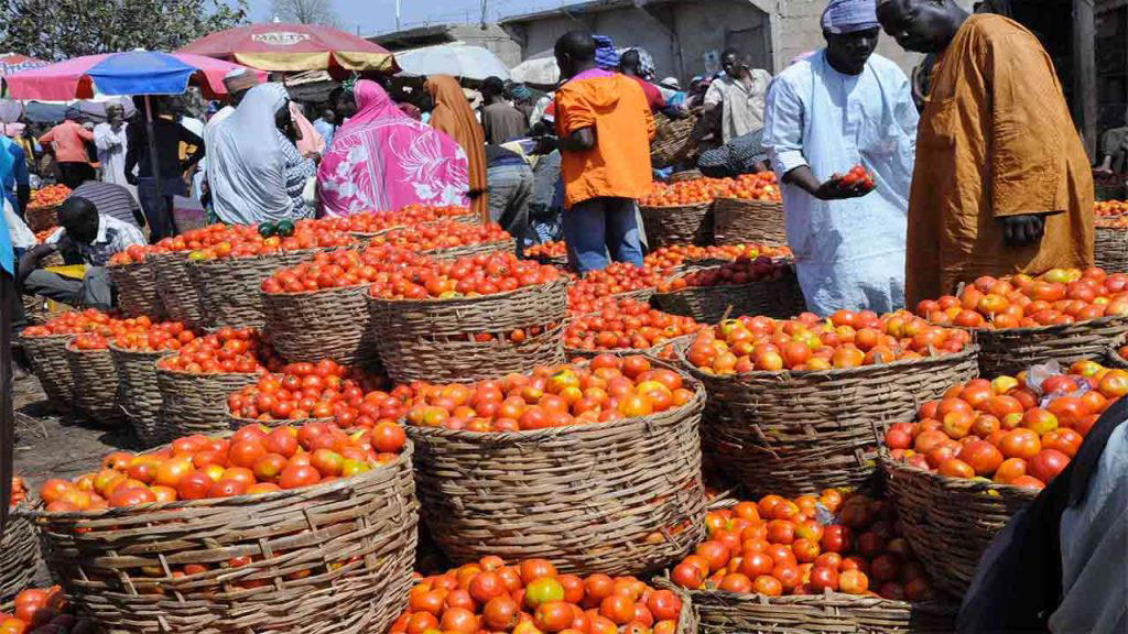 •Tomato Growers finger industrial buyers exit
•Our stew now black –Housewives
By Cynthia Alo
Many h...