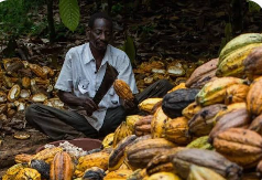 By Cynthia Alo
For more than five decades, crude oil has remained the dominant pillar of Nigeria’s...