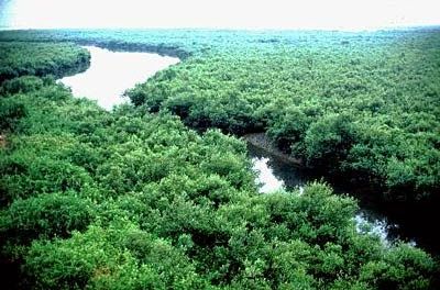 Nigeria and the world are bleeding biodiversity at an alarming rate. Globally, the United Nations (U...