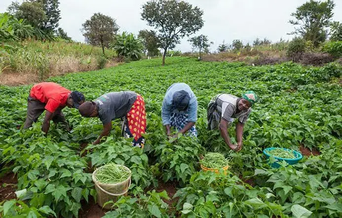 By Gabriel Ewepu, Abuja
The Federal Ministry of Agriculture and Food Security has announced plans t...