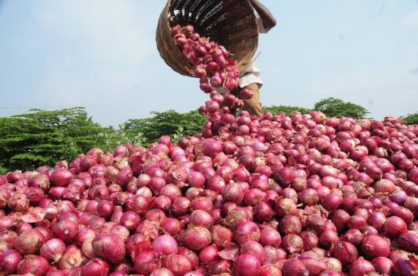 By Cynthia Alo
The Regional Observatory of Onion in West and Central Africa, ORO/WCA, has appealed t...