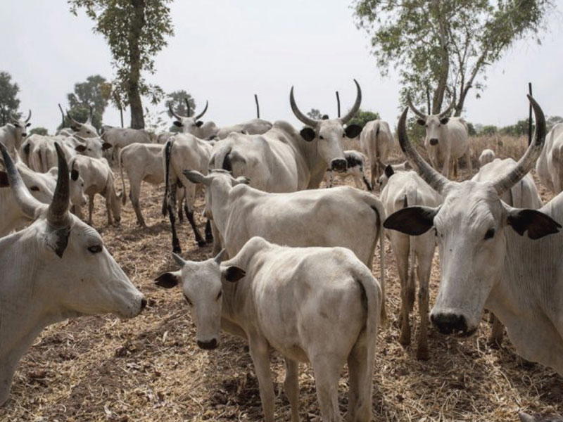 By Peter Duru, Makurdi
MAKURDI — The Benue State chapter of the Miyetti Allah Cattle Breeders Assoc...
