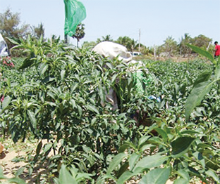 ***15 containers of hibiscus rejected in Mexico

***48-hour cargo clearance stretches to three weeks...