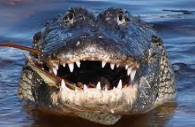 By Vincent Ujumadu
OBEAGWE is a riverine community in Ogbaru local government area of Anambra State...