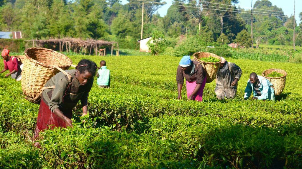 By Cynthia Alo
At the backdrop of severe infrastructure gaps, some stakeholders in the agric value...