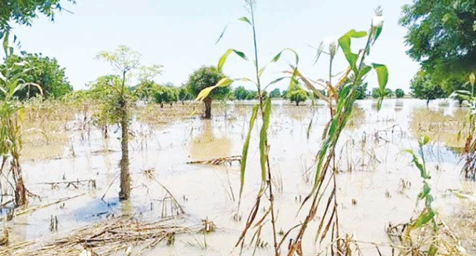 By Cynthia Alo
There are indications that farmers may have suffered huge losses following recent he...