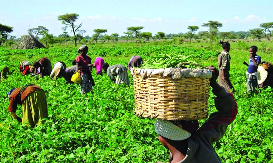 The Federal Ministry of Women Affairs and Social Development and the Bank of Agriculture (BOA) have...