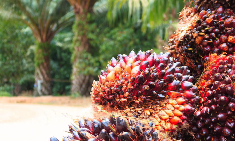 Nigeria’s leading fully integrated agro-industrial company, Presco Plc, has proposed an interim divi...