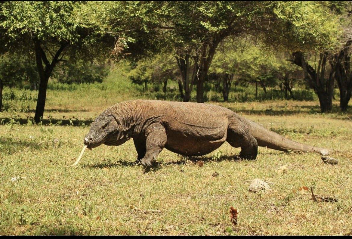 Did you know?
A female Komodo Dragon can give birth without ever being with a male.
You know what'...