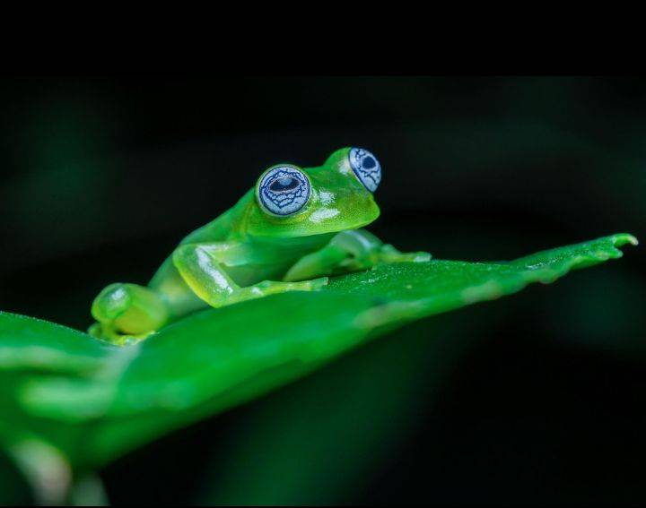 Did you know? ๐ธ
The glass frog has a transparent underside, allowing you to see some of its interna...
