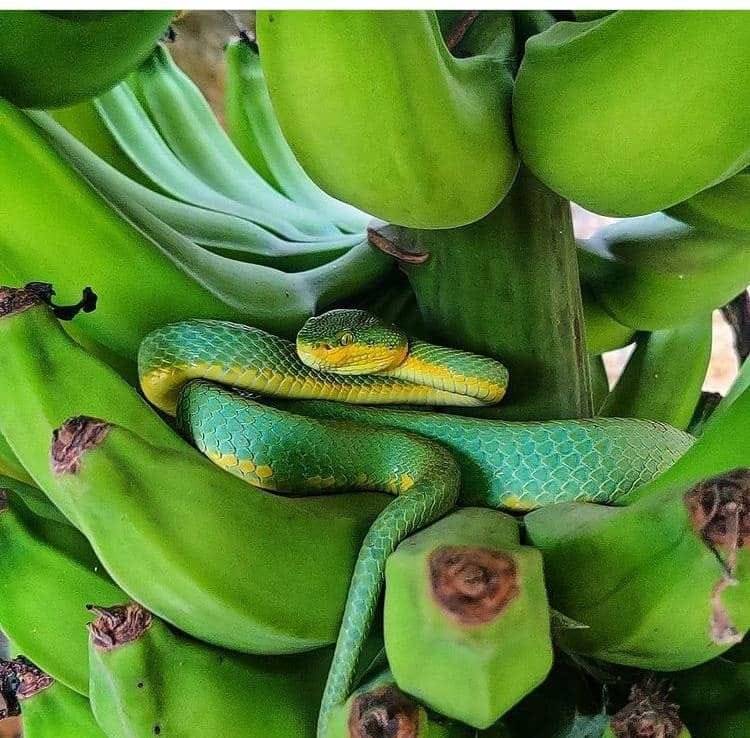 What is it with Green snake and Green plants 🌿